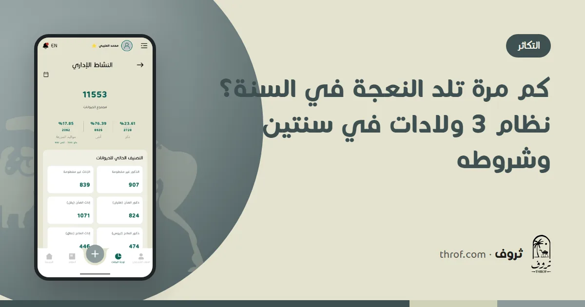 نعاج مع مواليدها ضمن جدول ولادات مكثف كل 8 أشهر — ثروف
