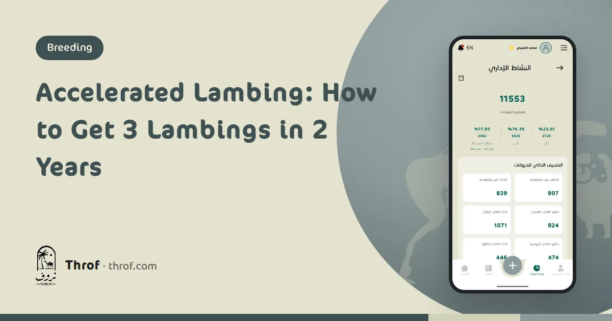 Ewes with lambs on an eight-month accelerated lambing schedule — Throf