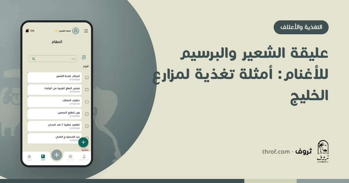 عليقة الشعير والبرسيم للأغنام في الخليج — ثروف