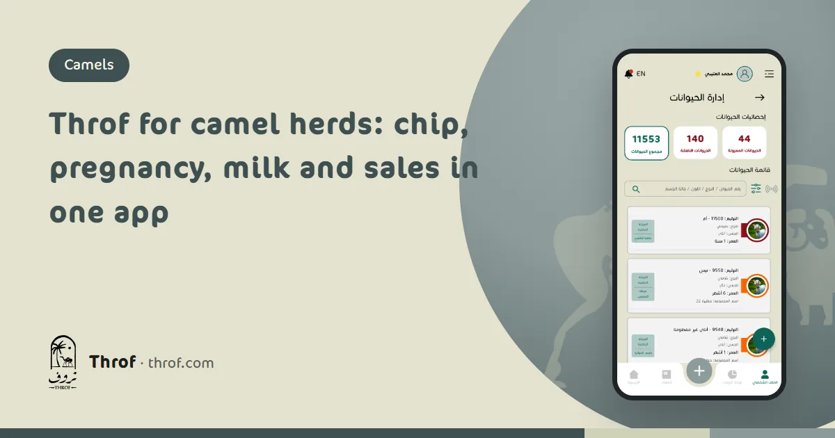Throf for camel herds: a she-camel's file and chip number on a phone in front of a camel herd — Throf