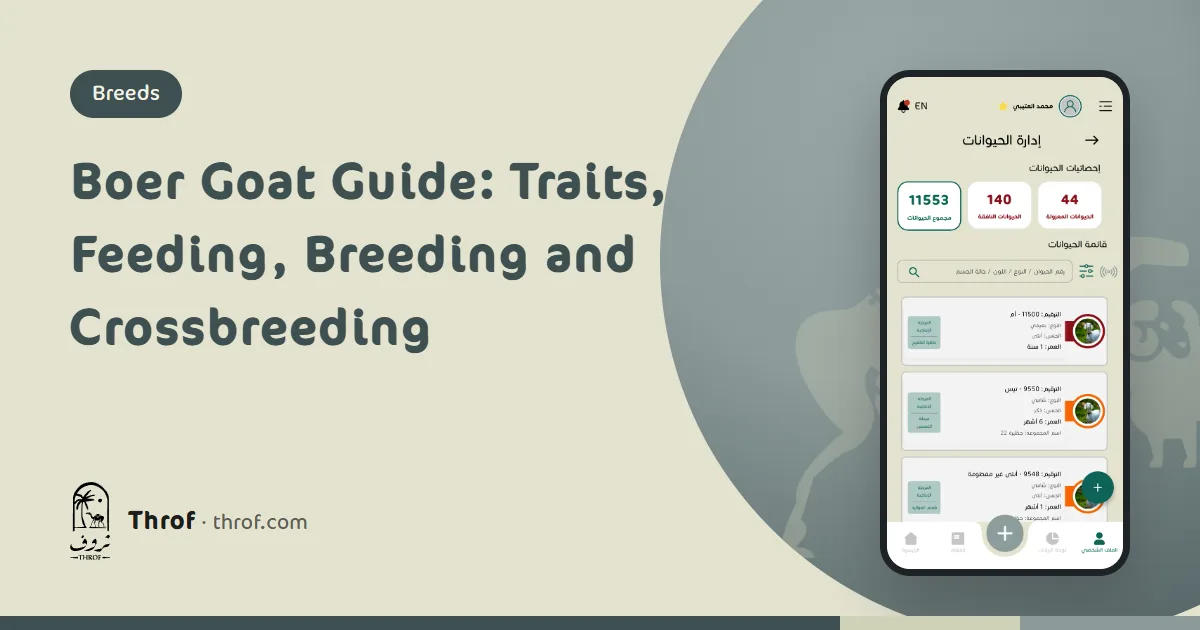Boer goat guide: a white Boer buck with a red-brown head on a farm — Throf