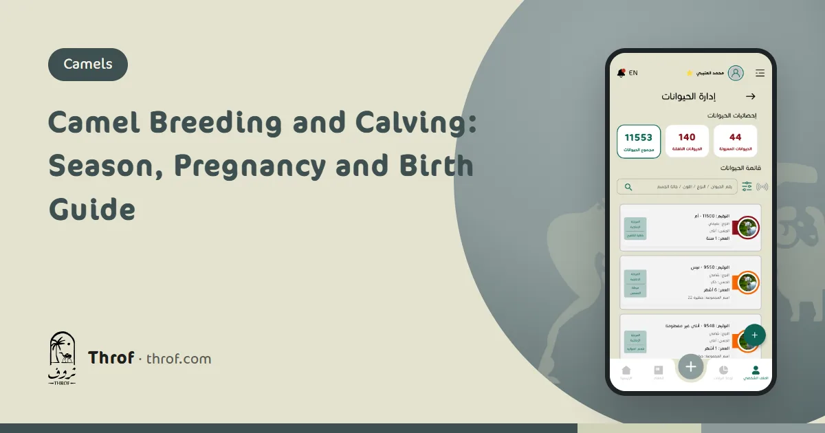 A she-camel with her newborn calf after calving — Throf
