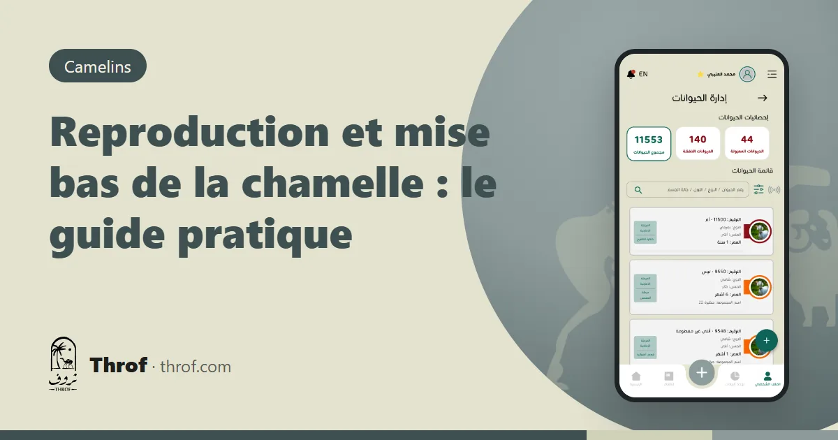 Une chamelle avec son chamelon nouveau-né après la mise bas — Throf
