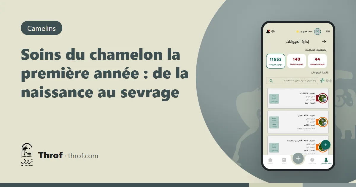 Une chamelle et son chamelon nouveau-né — Throf