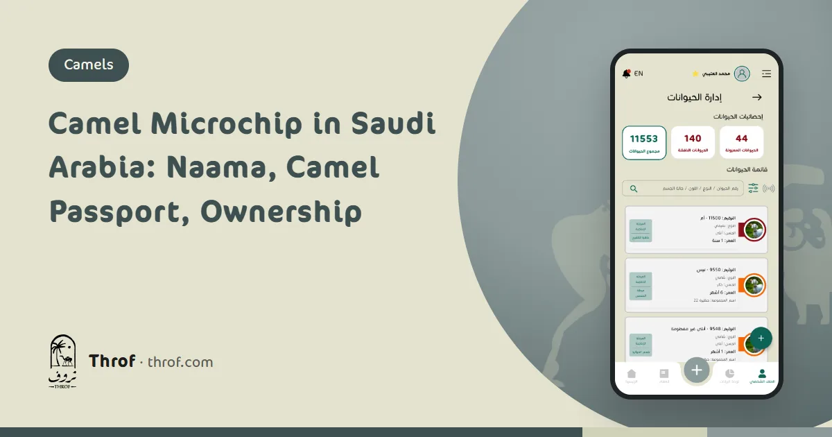 Camel microchip in Saudi Arabia: a handheld reader scanning a camel's neck and showing the number on a phone — Throf