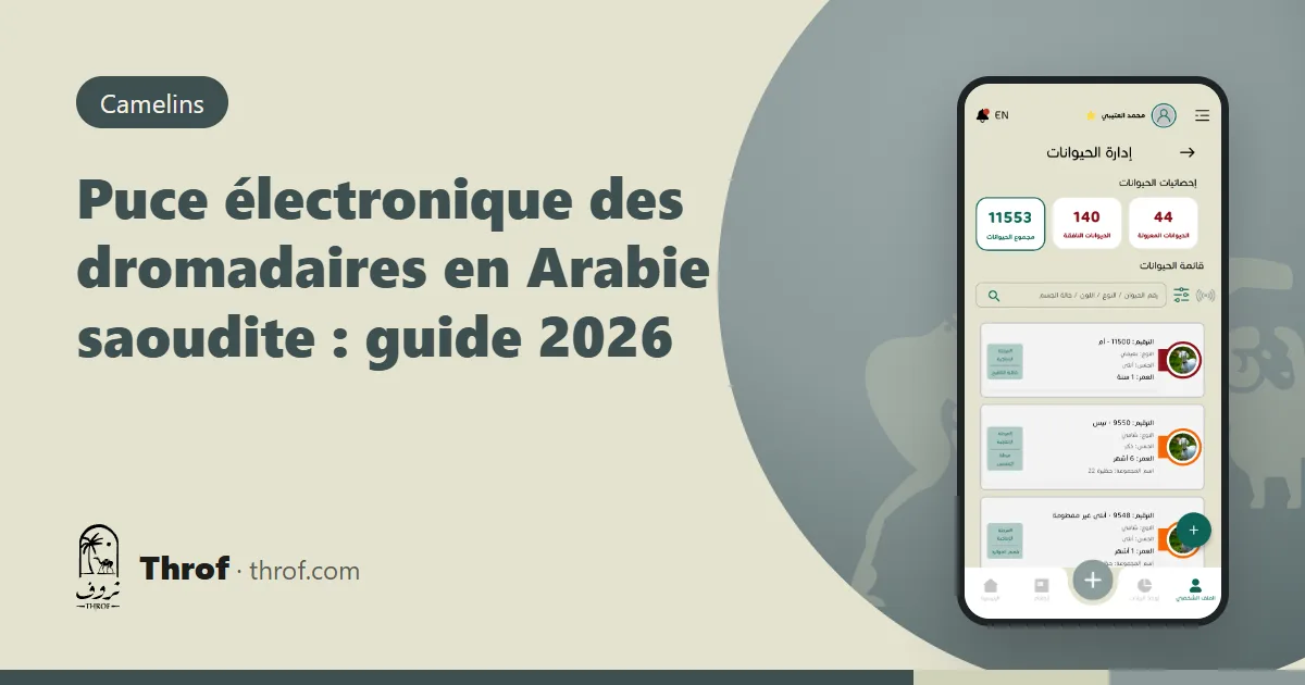 Puce électronique des dromadaires : un lecteur portatif scanne le cou d'une chamelle et affiche le numéro sur un téléphone — Throf