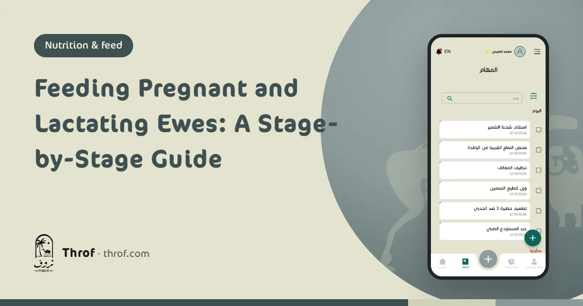 Feeding pregnant and lactating ewes by stage — Throf
