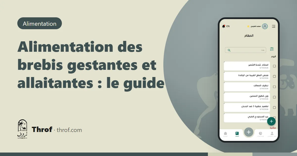 Alimentation des brebis gestantes et allaitantes par stade — Throf