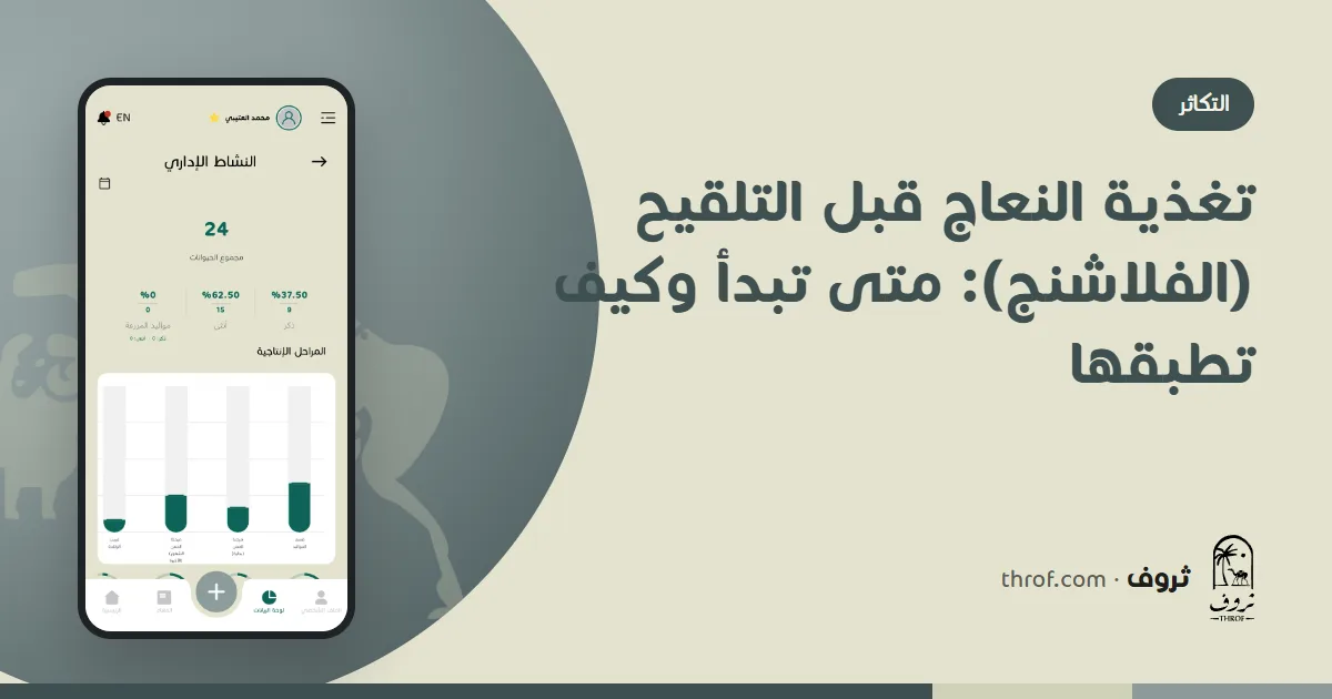 نعاج في الحظيرة تتغذى قبل موسم التلقيح — ثروف