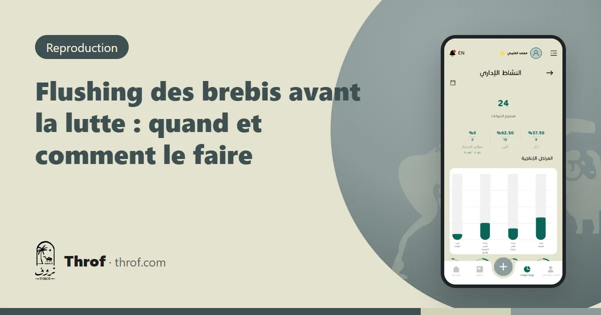 Brebis à l'auge avant la saison de lutte — Throf