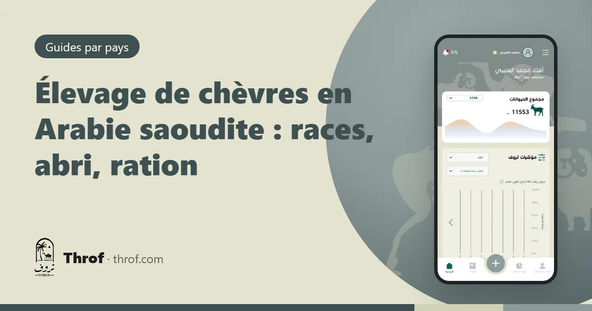 Chèvres Ardi et Shami à l'ombre dans un élevage saoudien — Throf