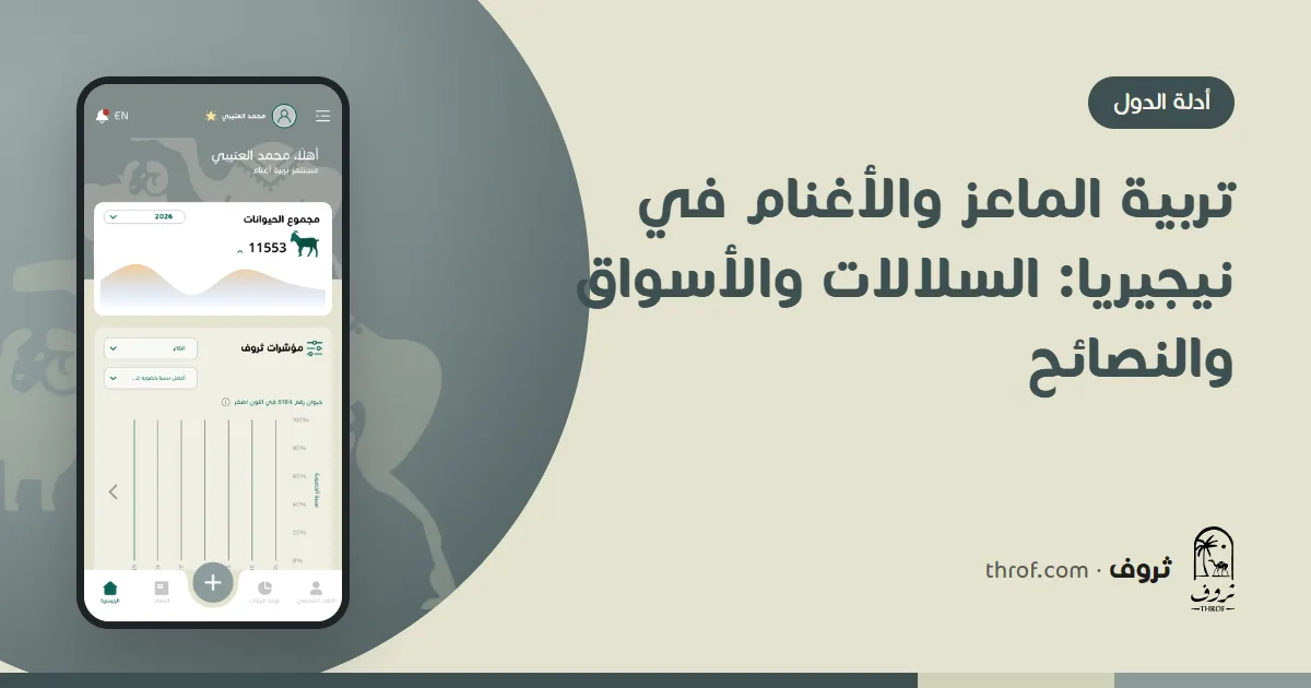 ماعز سوكوتو أحمر وكباش يانكاسا في حظيرة نيجيرية — ثروف