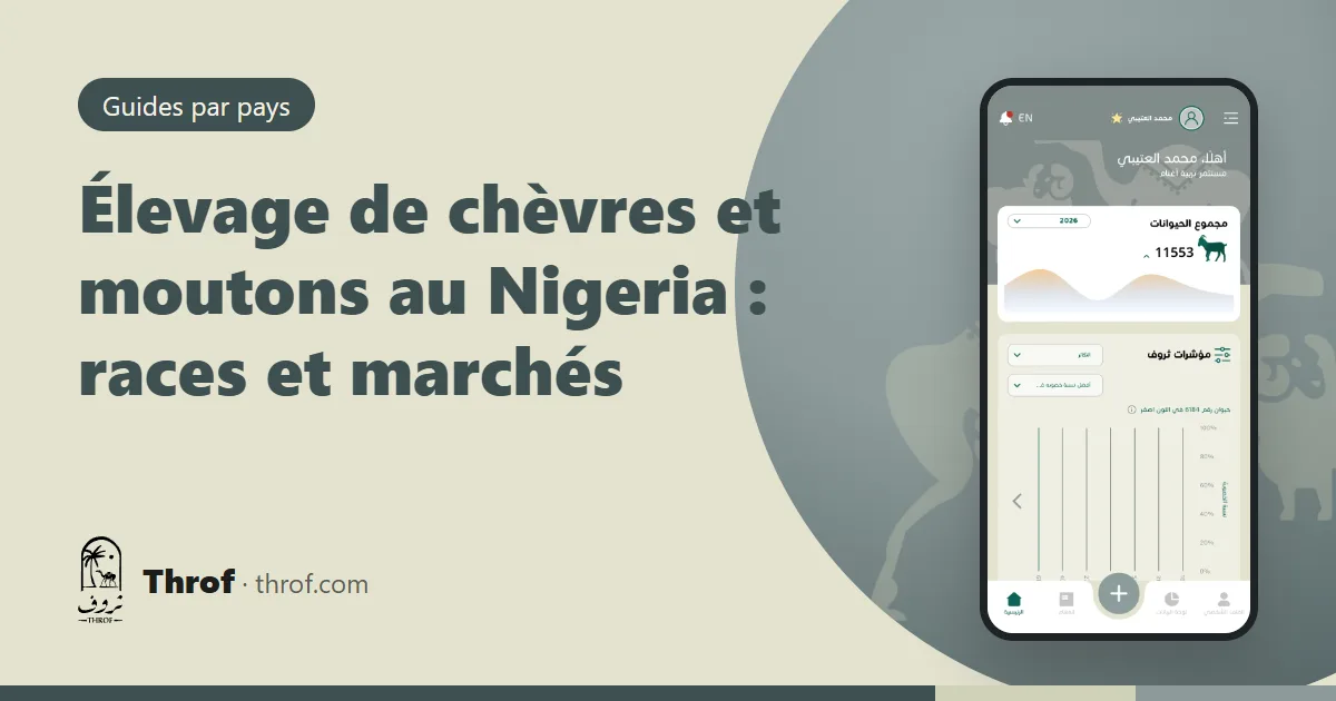 Chèvres Red Sokoto et béliers Yankasa dans un enclos au Nigeria — Throf
