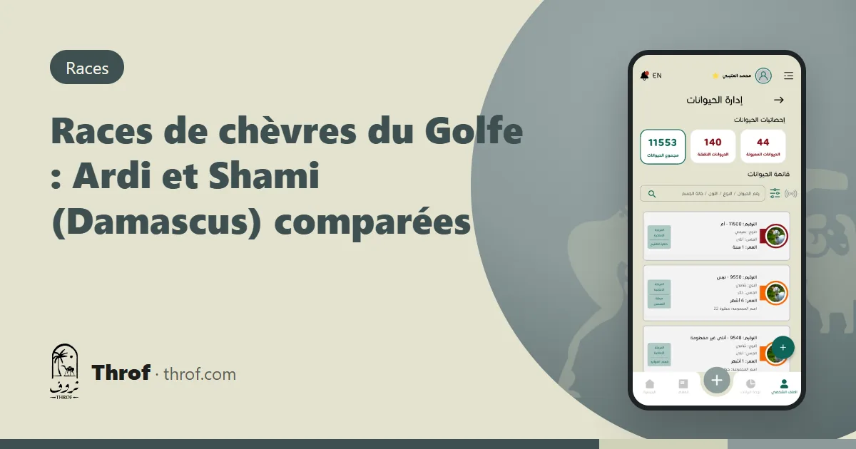 Comparaison des chèvres Ardi et Shami du Golfe — Throf