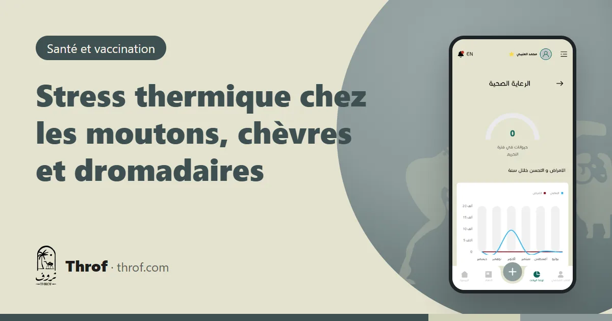 Moutons à l'ombre pendant une journée de forte chaleur — Throf