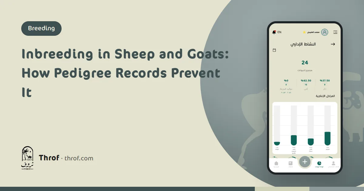 A ewe's pedigree with dam and sire on a phone screen — Throf