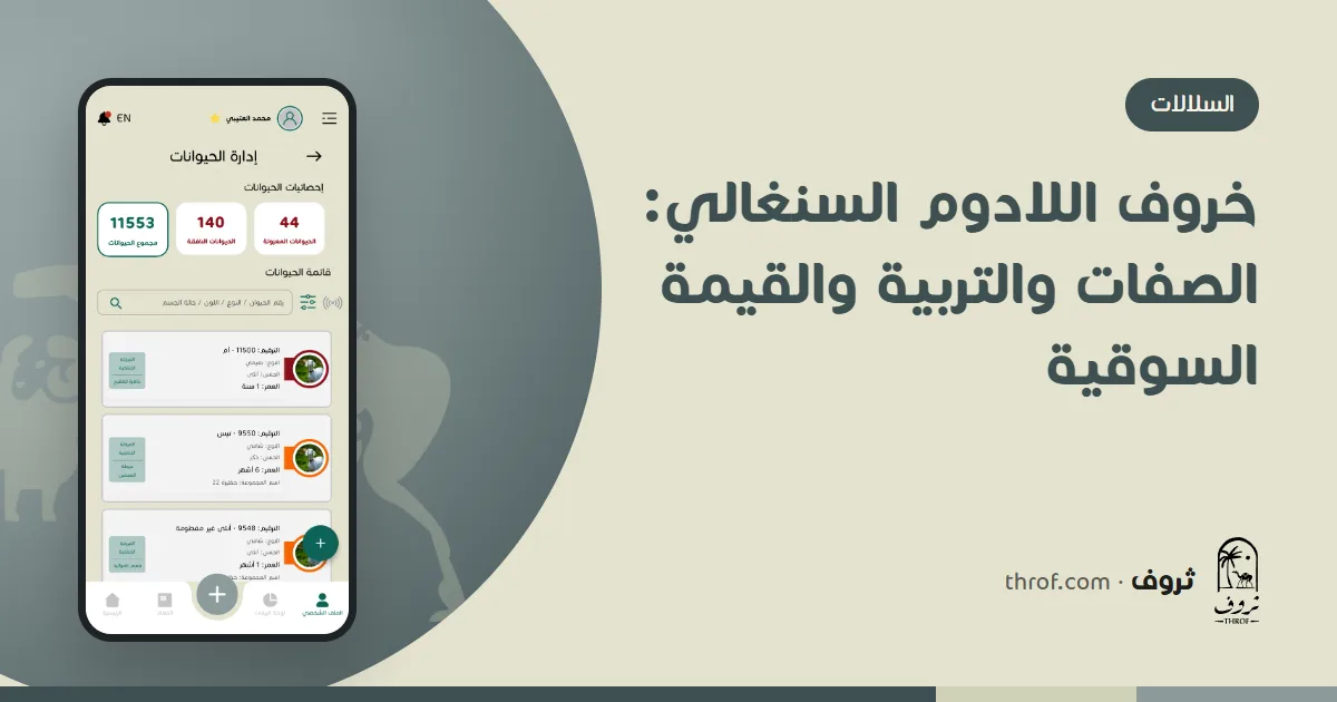 كبش لادوم سنغالي طويل القامة بلون أبيض وبقع سوداء — ثروف