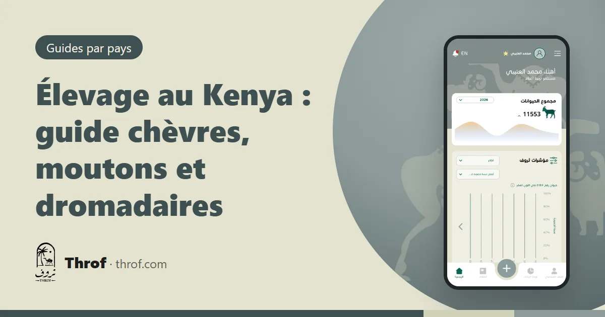 Chèvres Galla, moutons Dorper et dromadaires dans une zone aride du Kenya — Throf