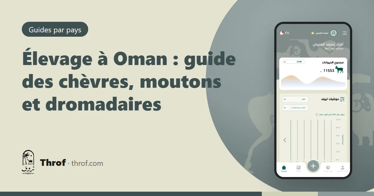 Chèvres et dromadaires sur les collines vertes du Dhofar — Élevage à Oman — Throf