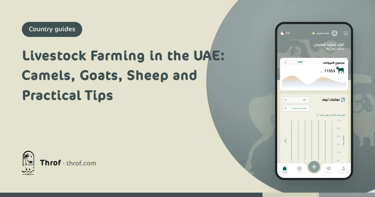 Camels and goats on a desert farm in the UAE — Throf
