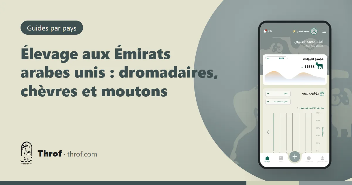 Dromadaires et chèvres dans une ferme du désert aux Émirats — Throf