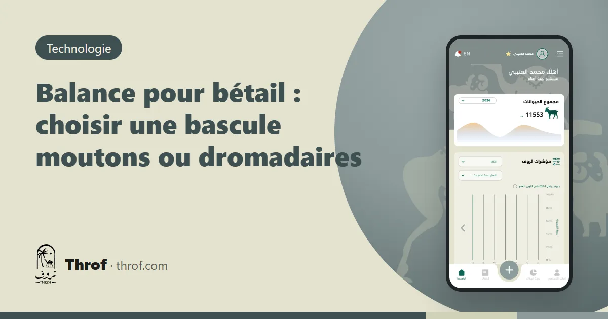 Balance pour bétail : un mouton dans une cage de pesée avec indicateur numérique et lecteur RFID — Throf