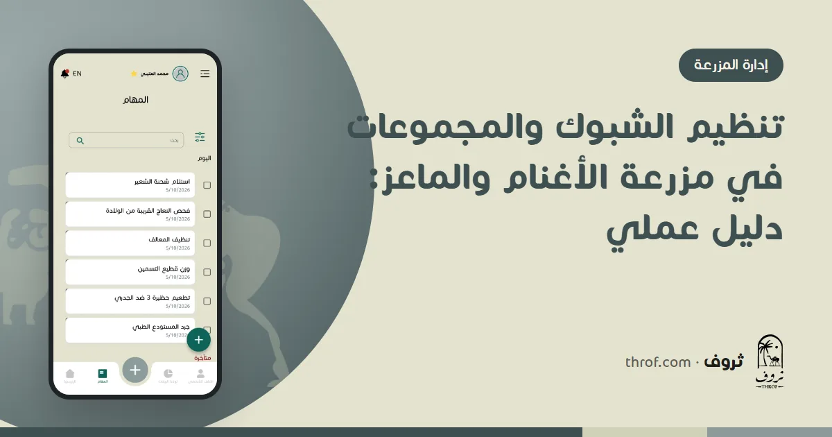 تنظيم شبوك الأغنام والماعز في مجموعات حسب المرحلة الإنتاجية — ثروف
