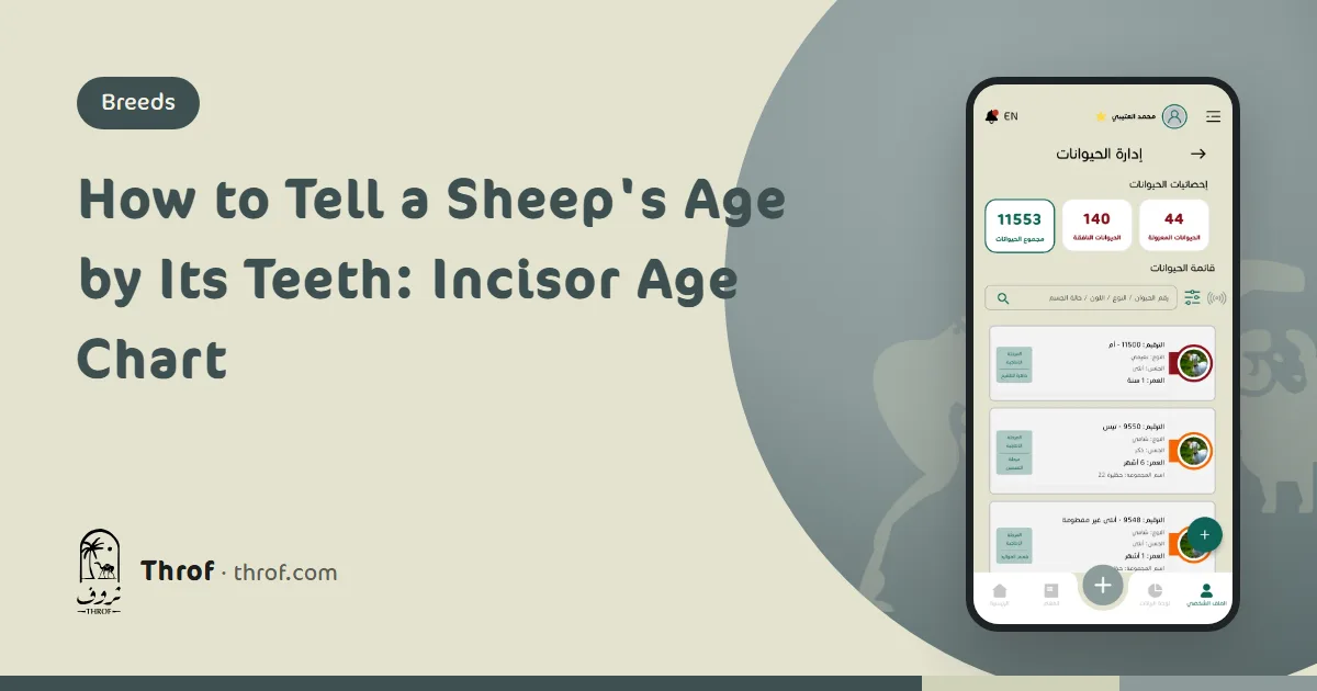 Checking a sheep's lower incisors to estimate its age — Throf