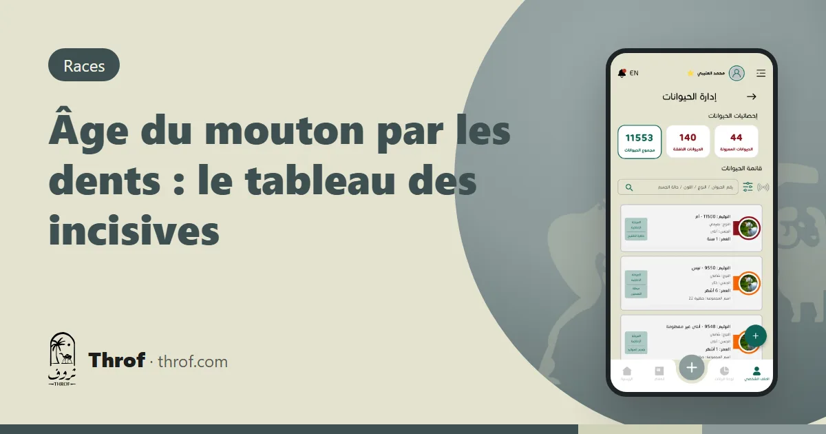 Examen des incisives inférieures d'un mouton pour estimer son âge — Throf