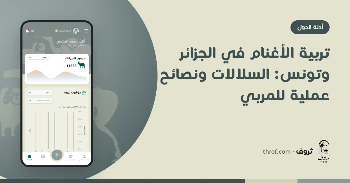 أغنام أولاد جلال ترعى في السهوب الجزائرية — تربية الأغنام في الجزائر وتونس — ثروف