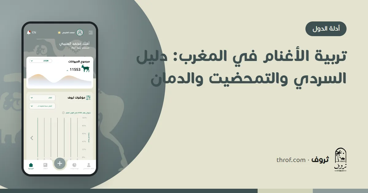 كباش سردي في سوق أسبوعي مغربي قبل العيد — تربية الأغنام في المغرب — ثروف