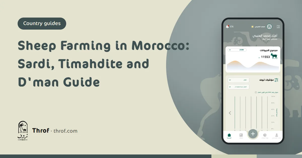Sardi rams in a Moroccan weekly souk before Eid — Sheep farming in Morocco — Throf