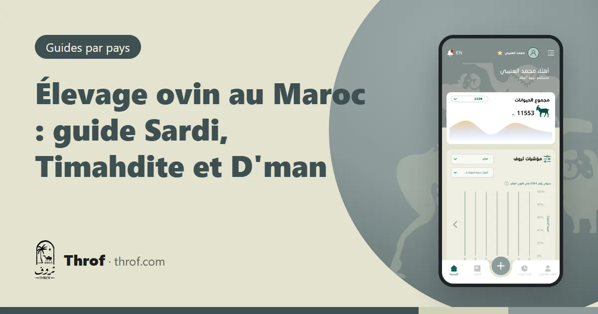 Béliers Sardi dans un souk hebdomadaire marocain avant l'Aïd — Élevage ovin au Maroc — Throf