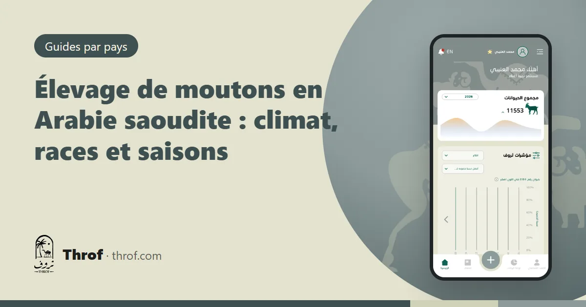 Moutons Najdi et Naimi dans un enclos en Arabie saoudite — Throf