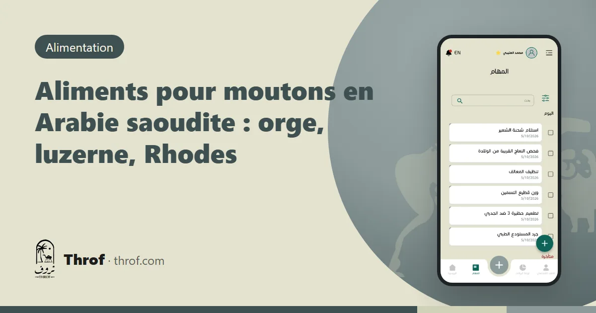 Les aliments pour moutons en Arabie saoudite — Throf