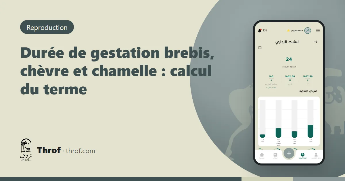 Brebis, chèvre et chamelle gestantes avec un calendrier de mise bas — Throf