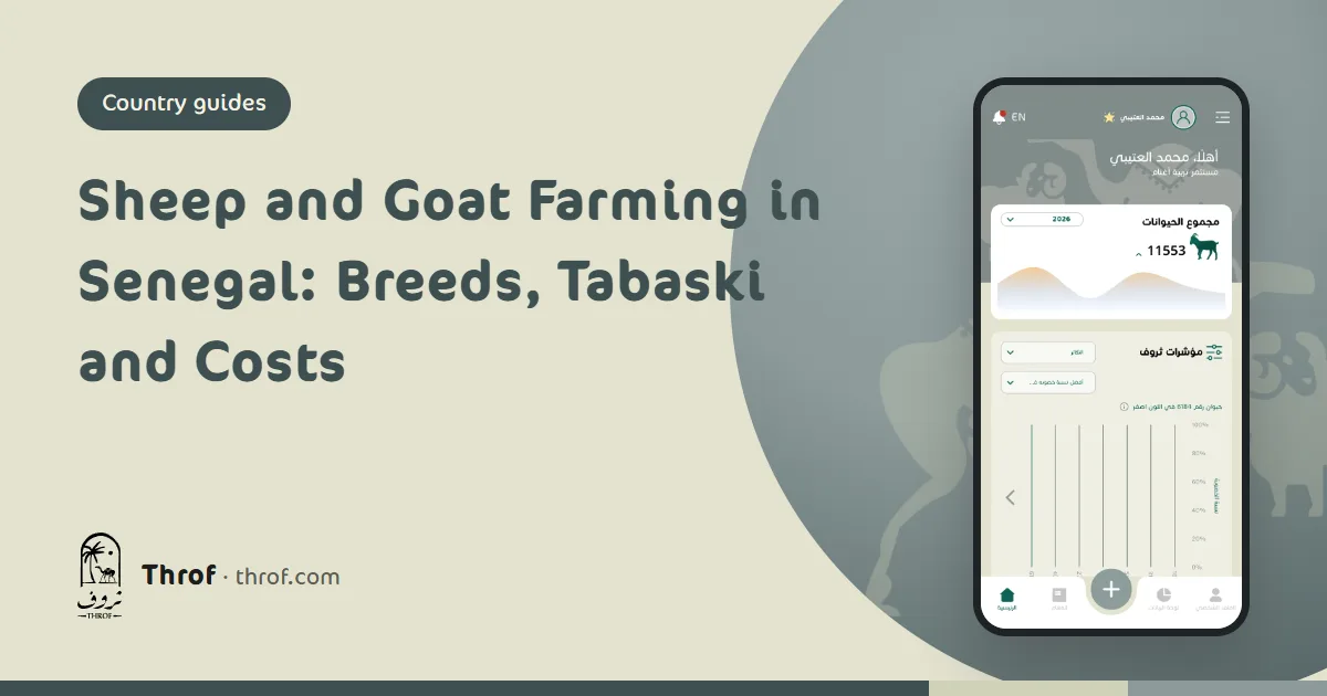 Ladoum and Peul-Peul rams in a Senegalese pen before Tabaski — Throf
