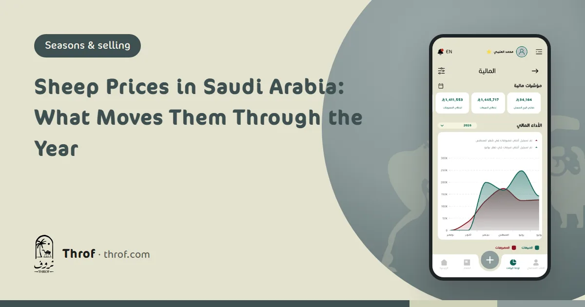 What drives sheep prices in Saudi Arabia through the seasons — Throf