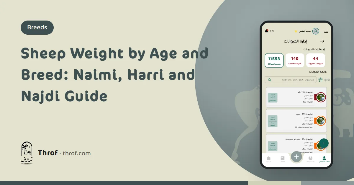 Sheep weight by age and breed: a Naimi ram on a scale with a weight table on a phone — Throf