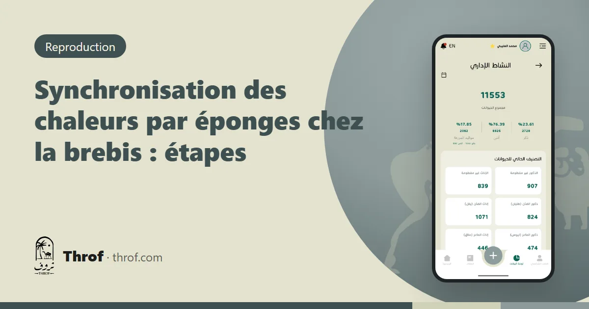 Lot de brebis en bergerie préparé pour une synchronisation des chaleurs par éponges — Throf