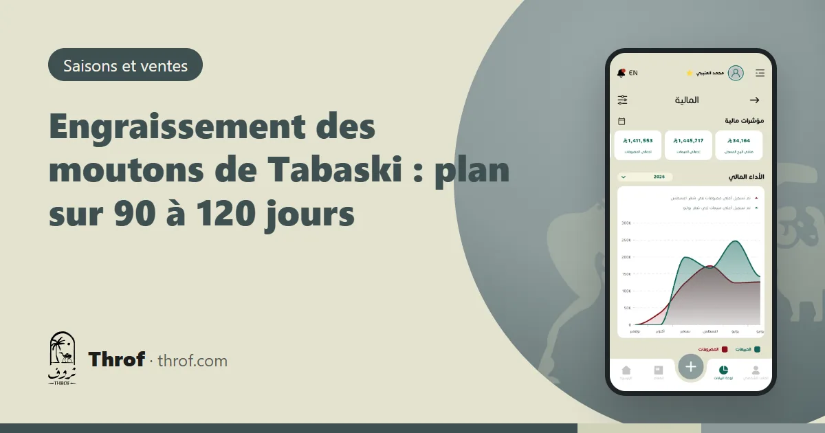 Béliers en embouche avant la Tabaski — Throf