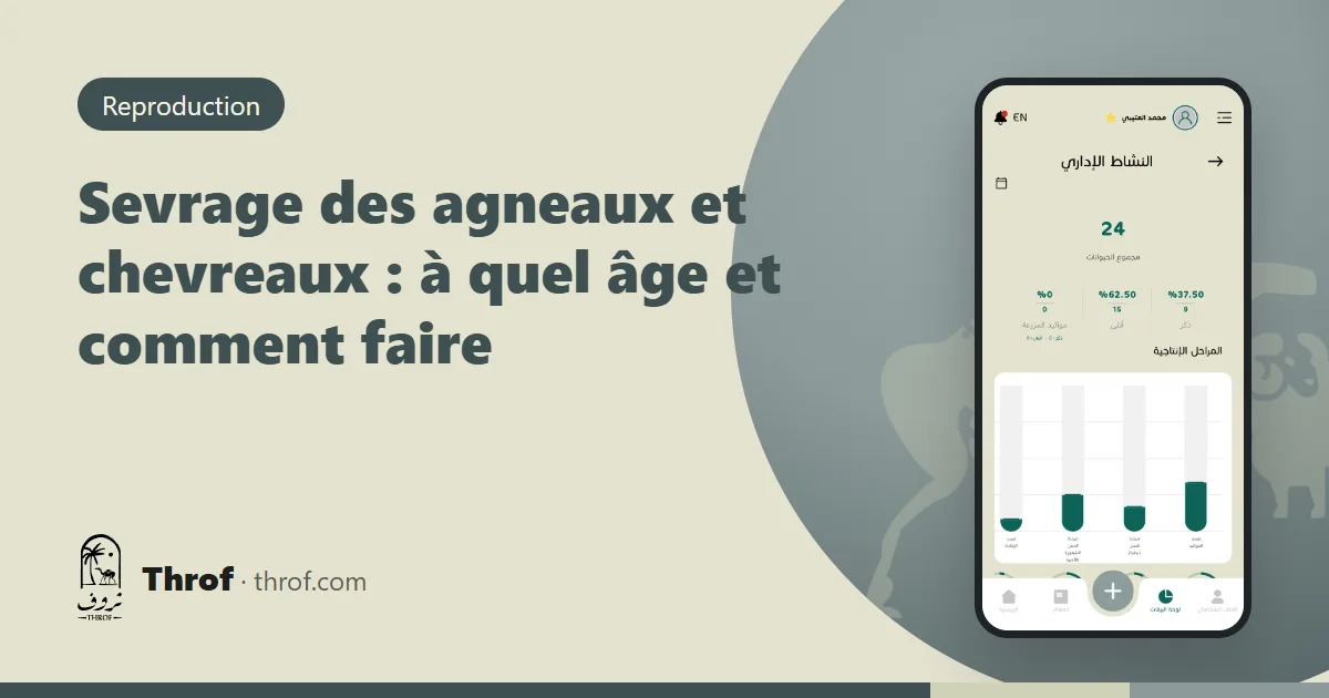 Agneaux sevrés mangeant à la mangeoire dans la bergerie — Throf