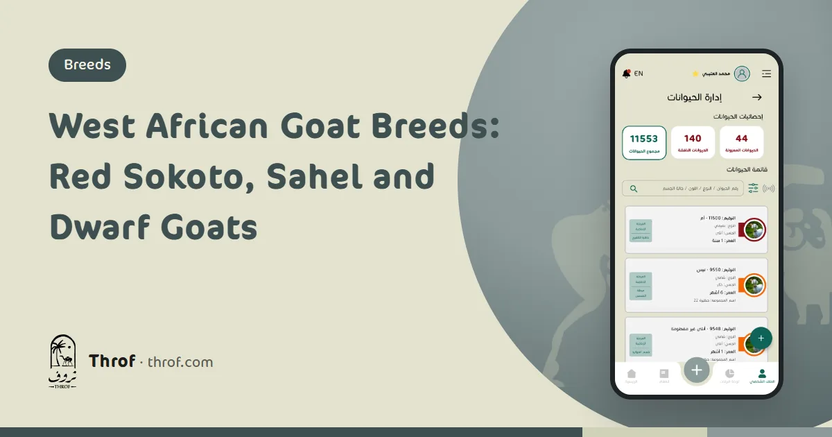 West African goat breeds: a red-brown Red Sokoto goat beside a tall Sahel goat — Throf