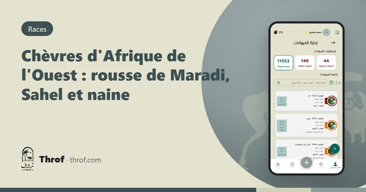 Chèvres d'Afrique de l'Ouest : une chèvre rousse de Maradi à côté d'une grande chèvre du Sahel — Throf